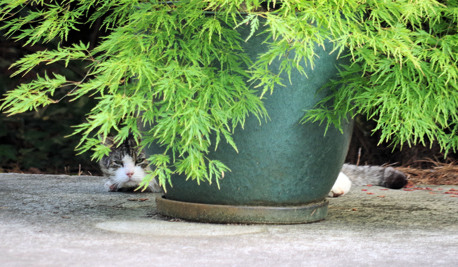 The Woodlands of Dunwoody